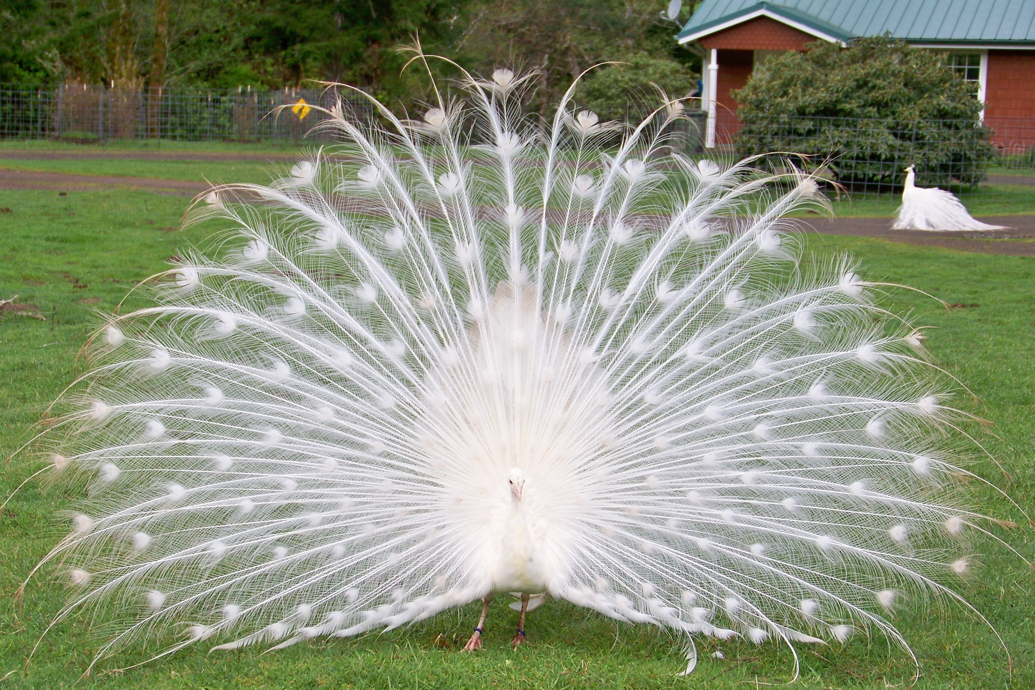 White Peacock Image HD Wallpaper