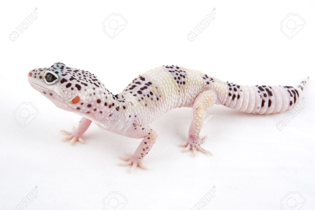 Male Mack Snow Albino Leopard Gecko Isolated On White Background