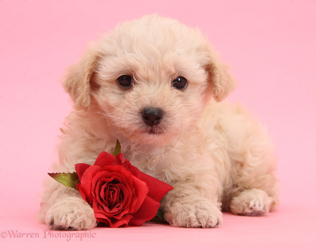 Cute Valentine Puppy With Rose On Pink Background IwallHD