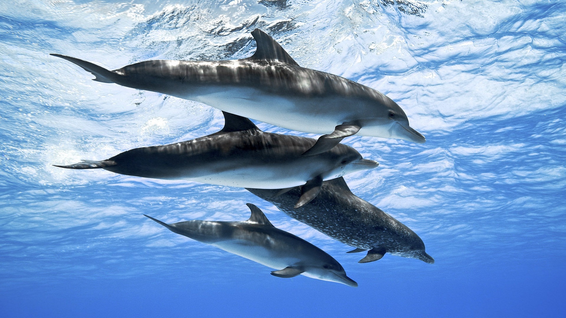 Dolphin Ocean Full HD Desktop Wallpaper 1080p