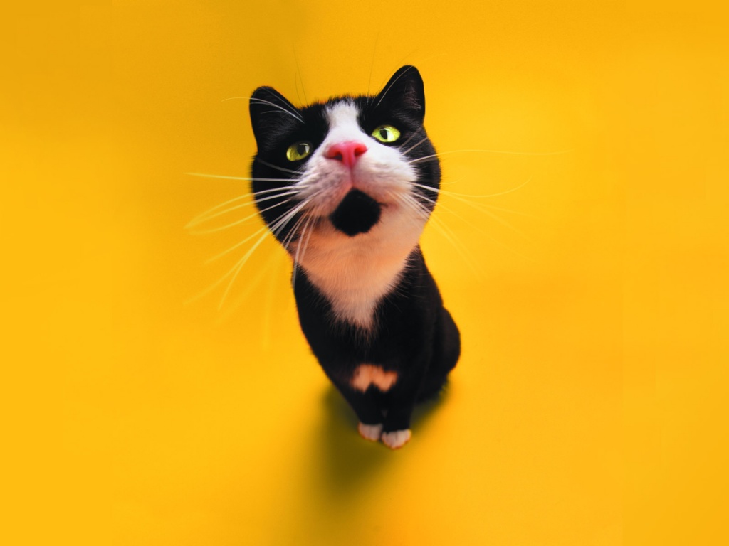 Funny Cat Staring Desktop Pc And Mac Wallpaper