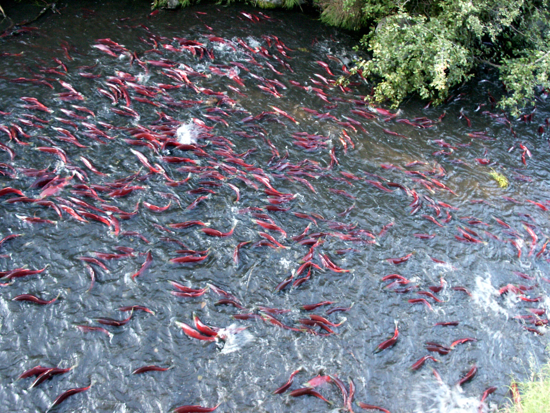 Salmon Fish River K Wallpaper