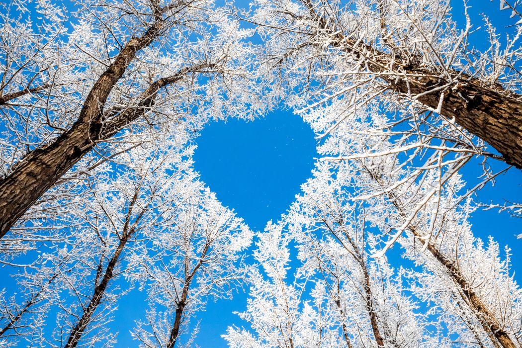 Trees Branches Winter Nature Snow Sky Heart Love Wallpaper