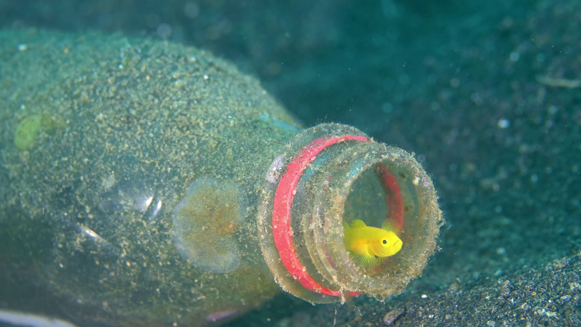 Small Yellow Goby Peeks From The Neck Of A Discarded Bottle Then