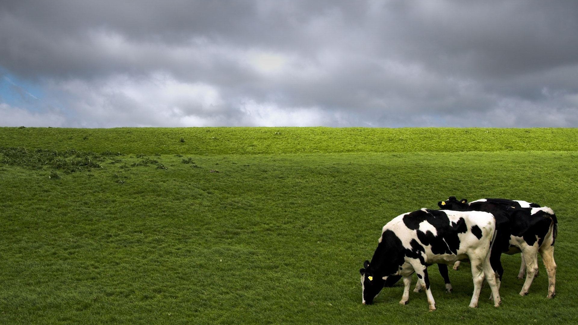 Holstein Cows HD Desktop Wallpaper Widescreen High