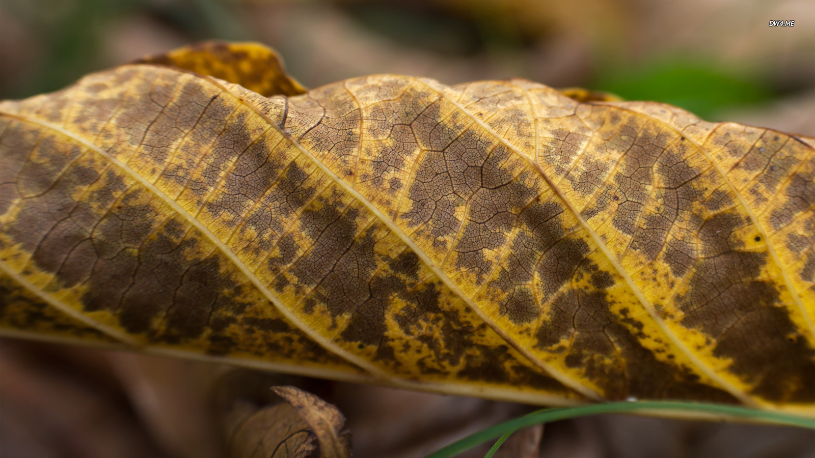 Brown Walnut Leaf Wallpaper Nature