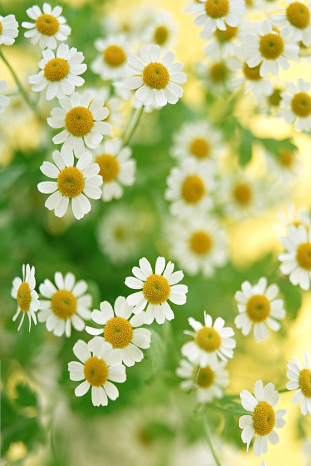 Daisy Wallpaper For iPhone Cute