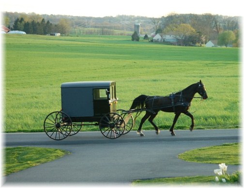 Amish Horse And Buggy With Lush Background Farm Scene Photo By Doris