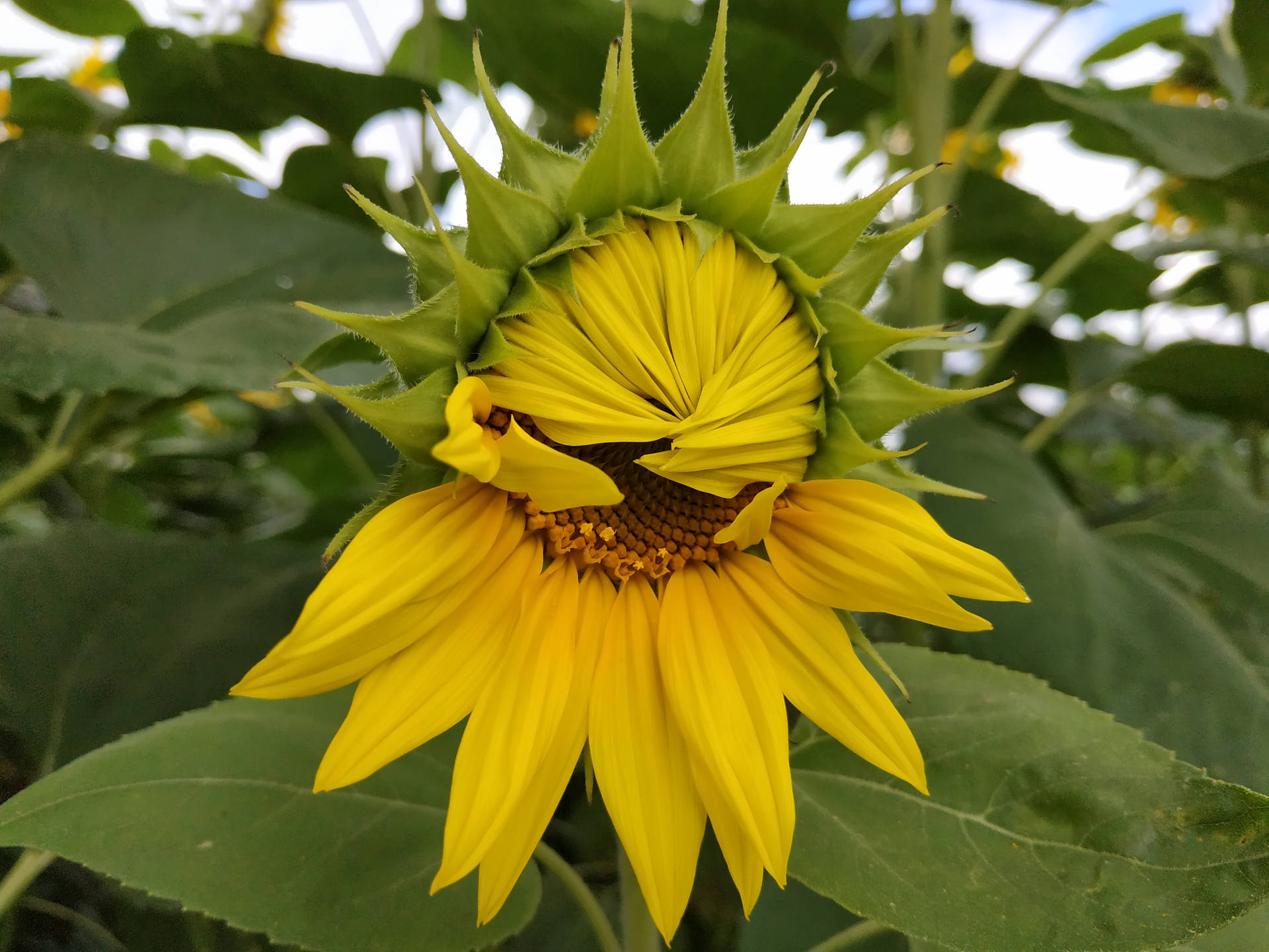 Sunflower Aesthetic Wallpaper