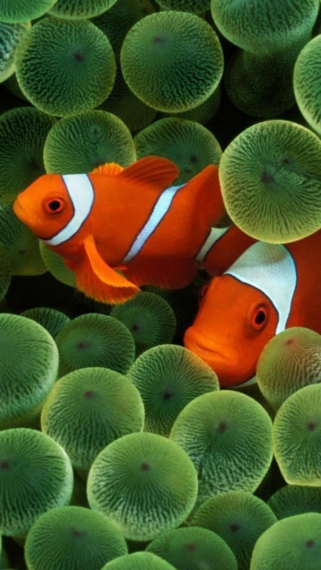 Animals Clownfish Fish Sea Anemones Wallpaper
