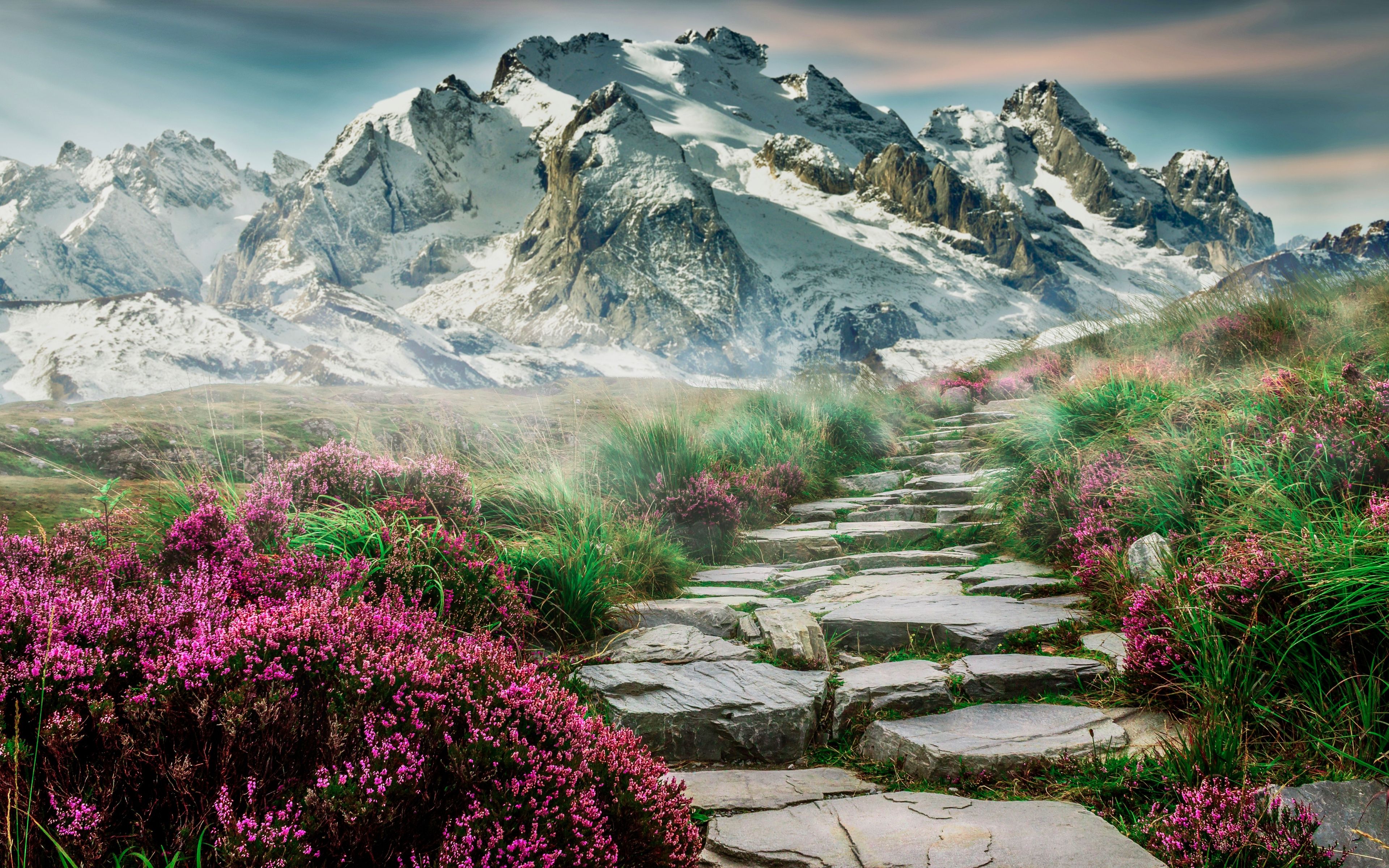 A scenic 4k wallpaper of a stone path leading towards snow-capped mountains, with vibrant heather flowers in the foreground