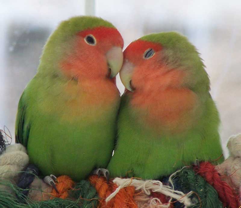 Cute Love Birds Wallpaper Pinky S World Of Creation