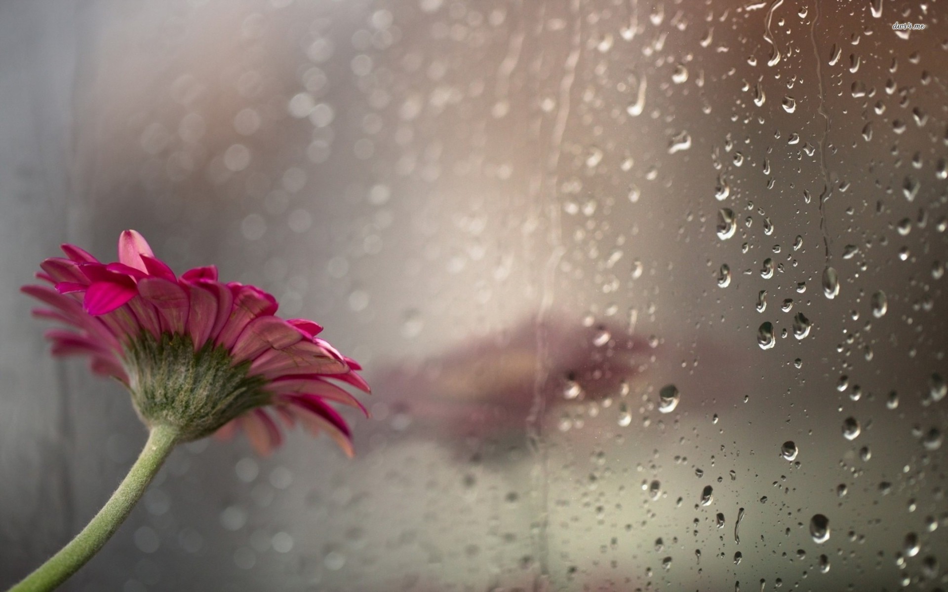 In The Rainy Window With Water Drops HD Desktop Mobile Wallpaper