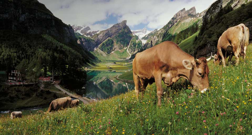Swiss Cows Grazing At Lake Seealpsee Switzerland