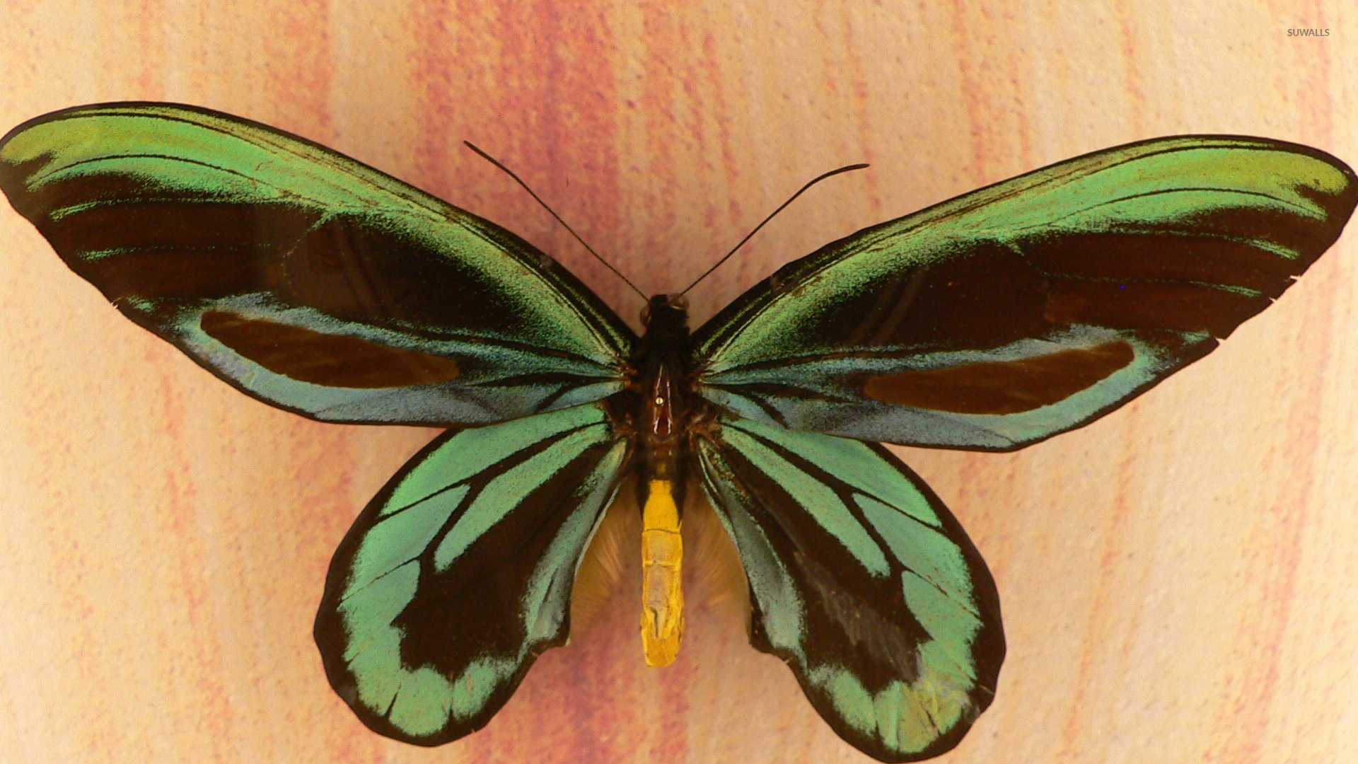Green Butterfly Wallpaper Animal