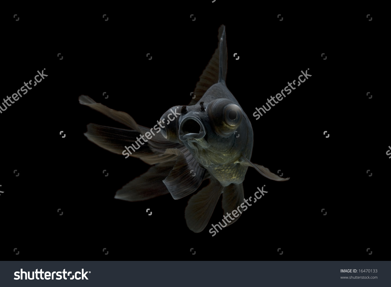Black Moor Goldfish Swimming Against Background Stock Photo