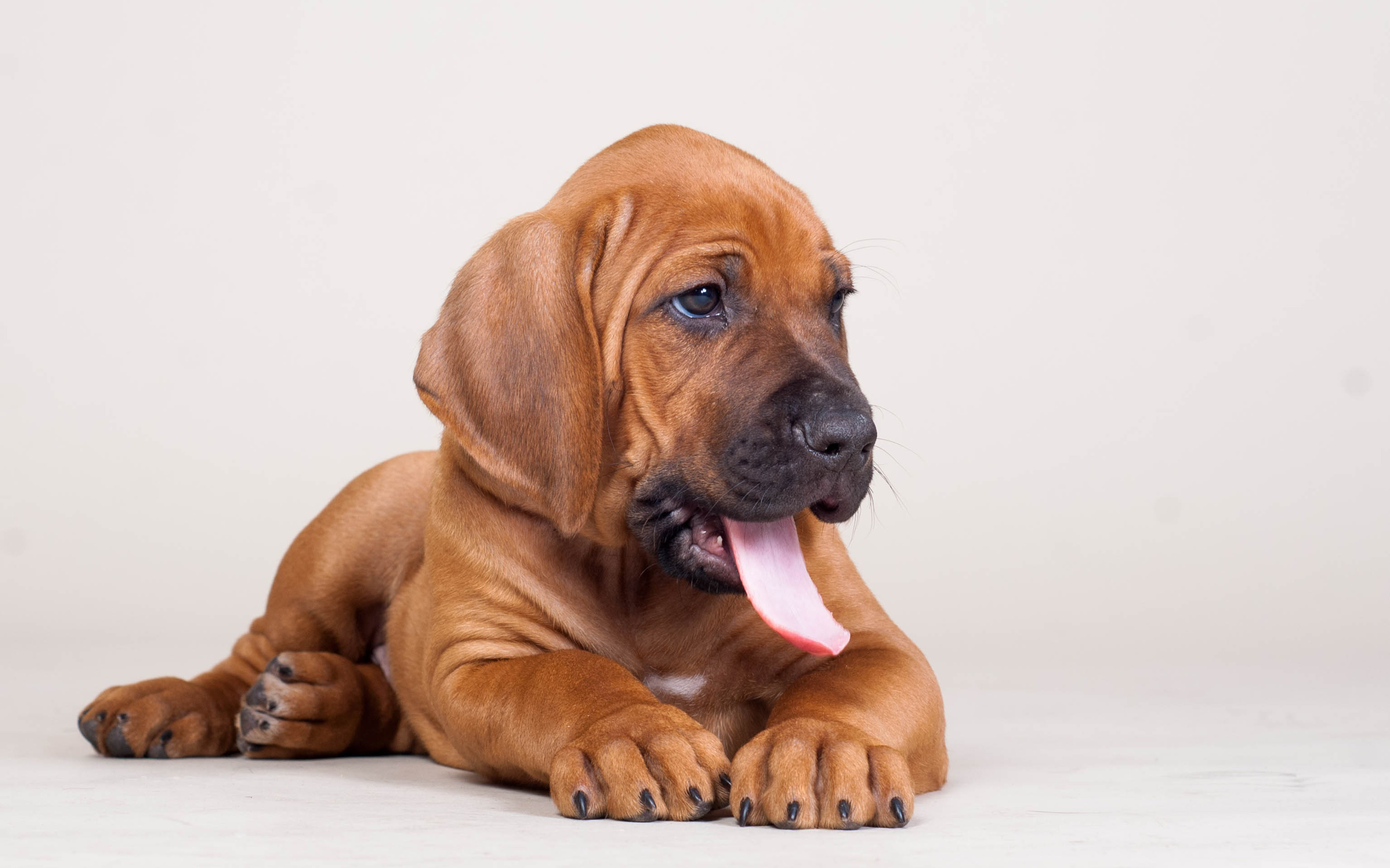 Wallpaper Bloodhound Puppy Pets Dogs Small