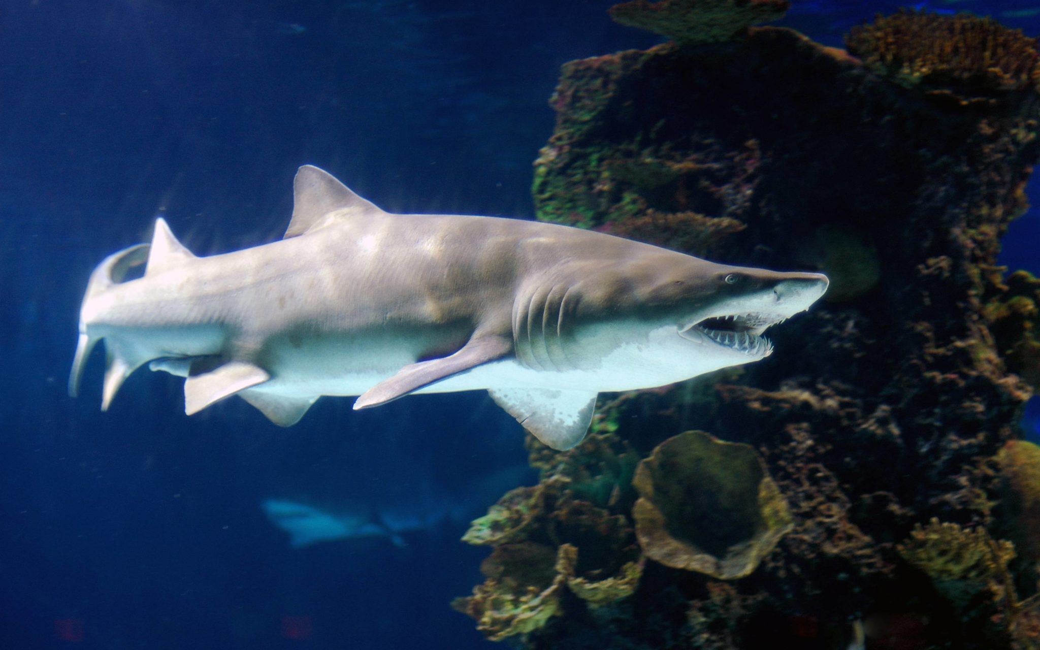 Tiger Shark Pictures And HD Wallpaper