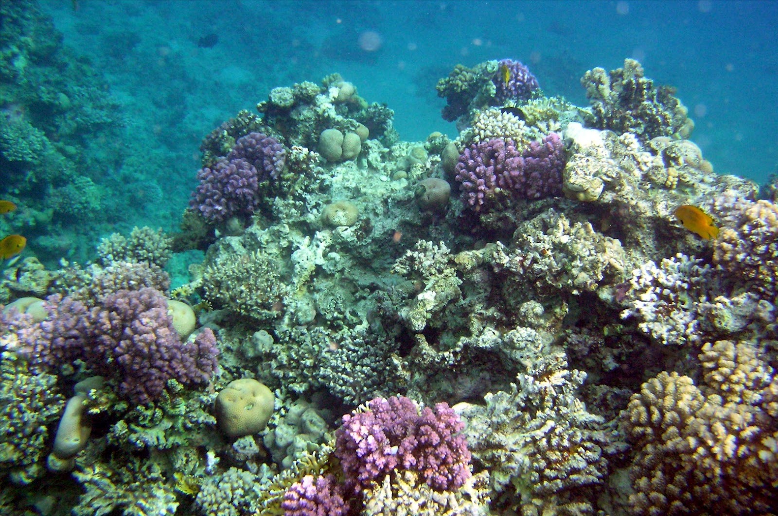 Coral Reef Wallpaper ChristianHDwallpaper