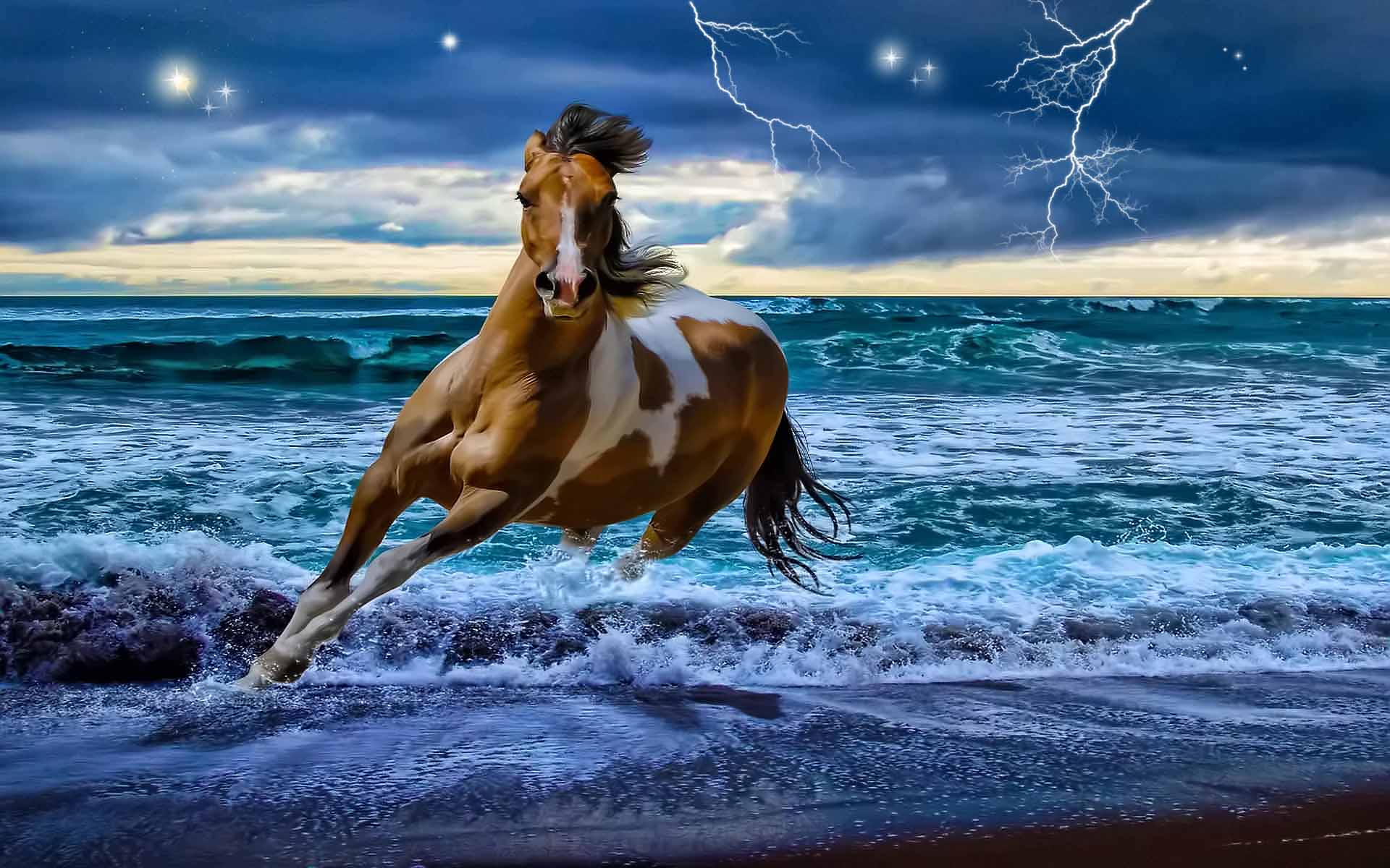 Wild Beach Horse