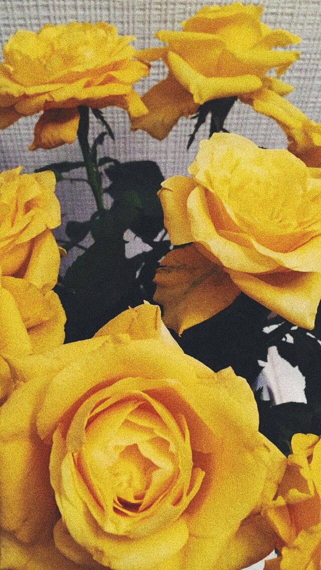 Yellow Rose Wallpaper Lockscreens Aesthetic
