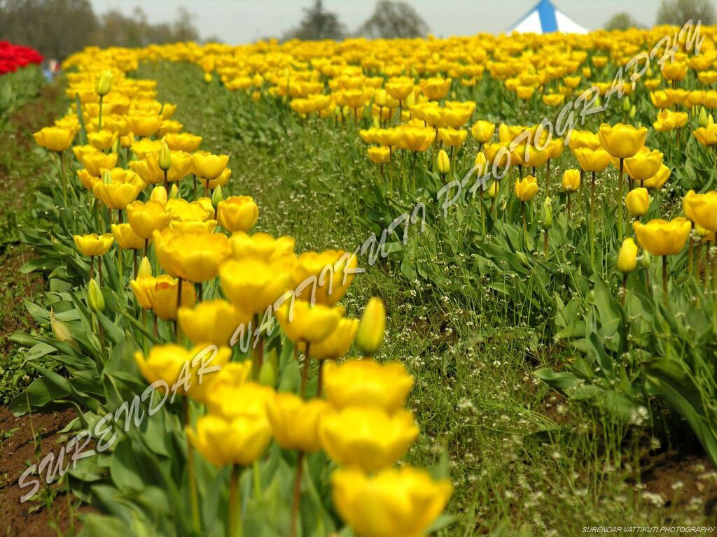 Yellow Tulips Line Zoom Wallpaper Stock