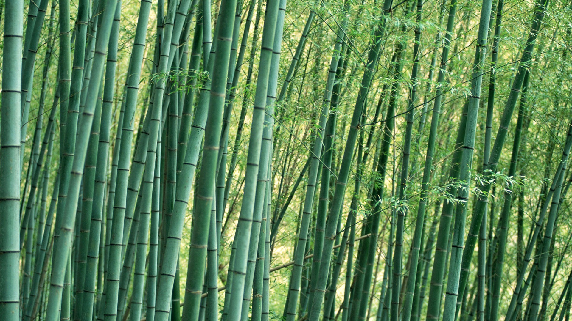 Nature Trees Bamboo Wallpaper Photography Popular