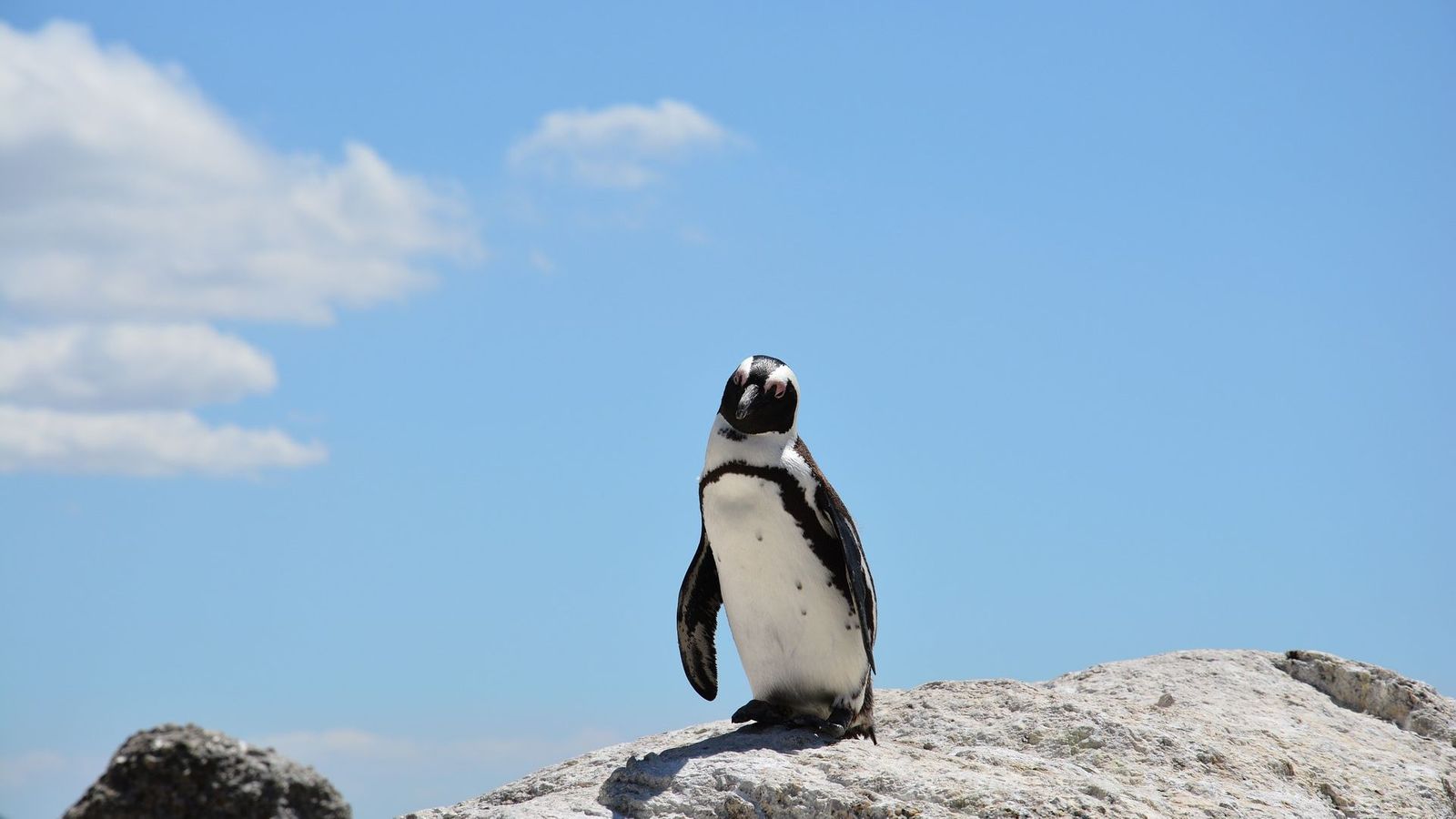 African Penguin Cloud Background Wallpaper Stream