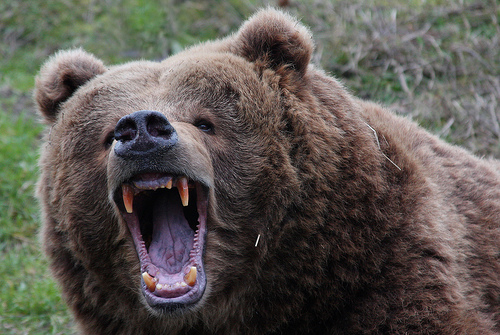 Kodiak Bear Photo Sharing