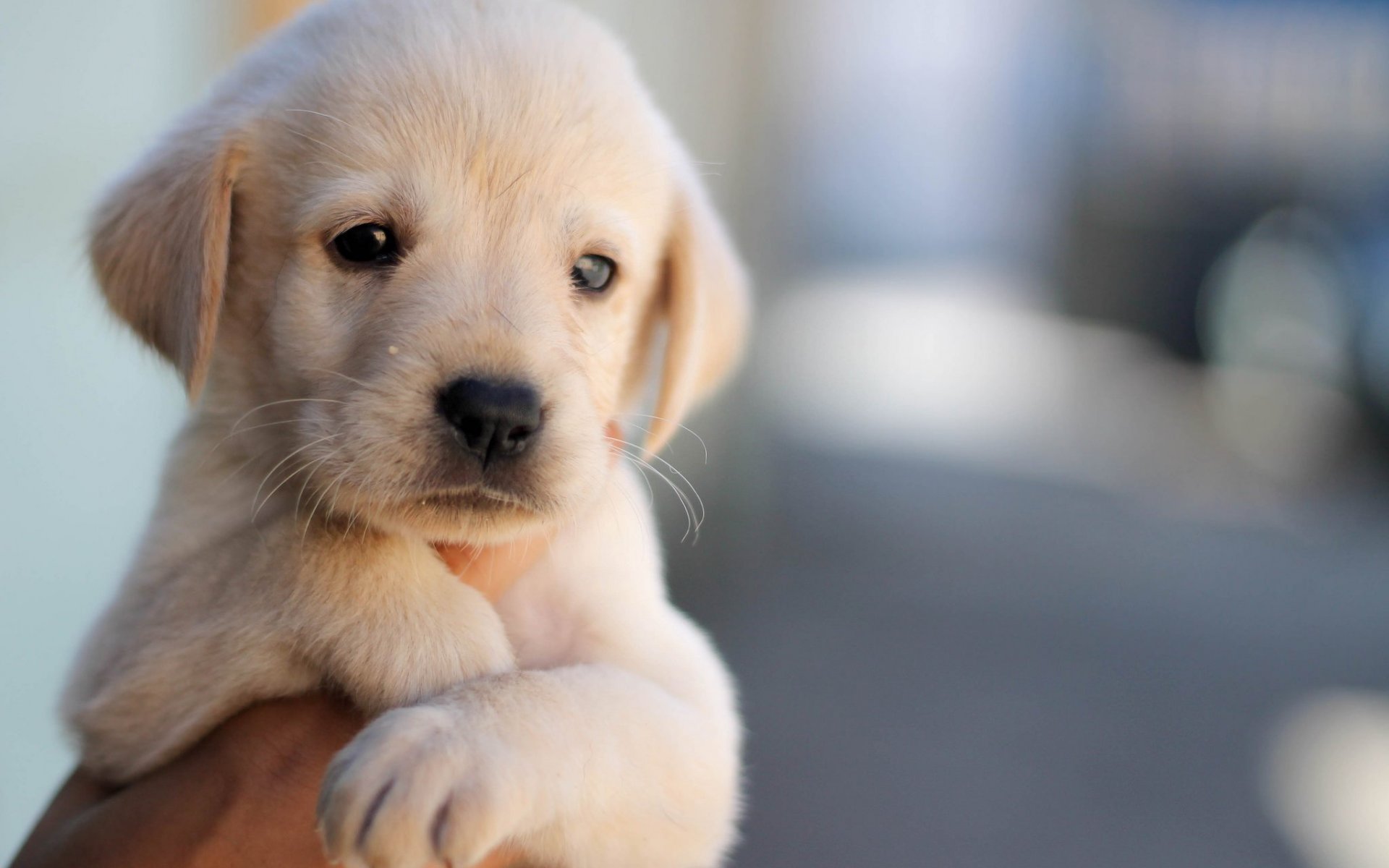 Adorable Labrador Puppy HD Wallpaper