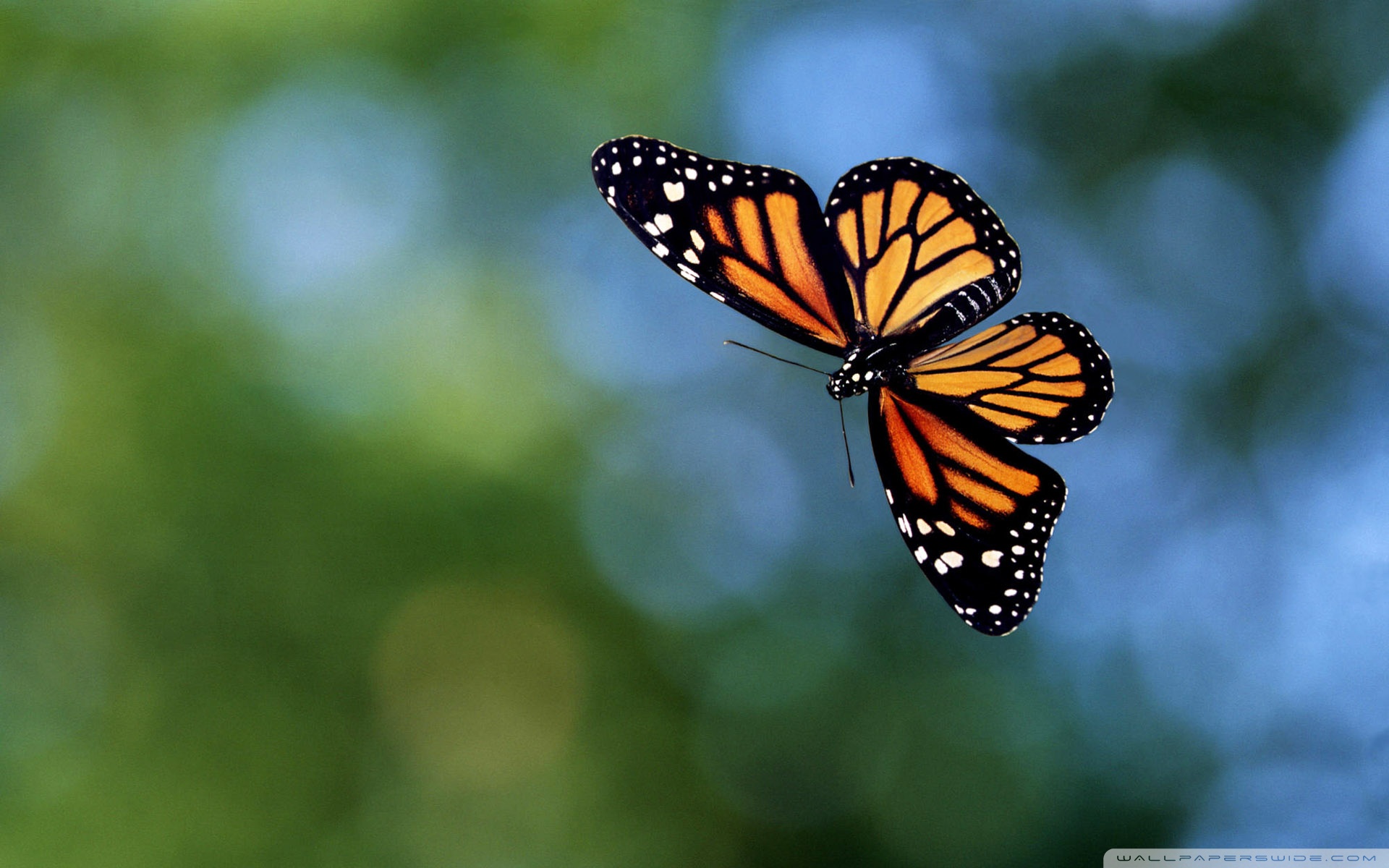 Butterfly Background HD Wallpaper