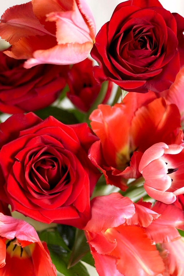 Red Roses iPhone Wallpaper Background Image