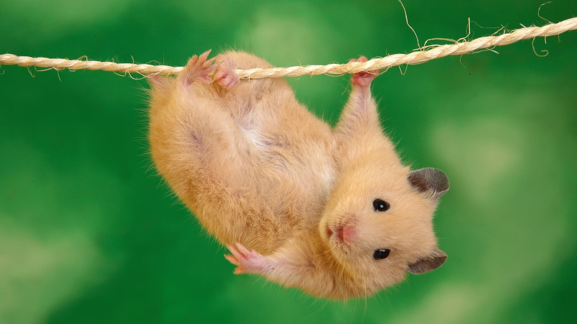 A cute golden hamster hangs upside down from a rope against a vibrant green background