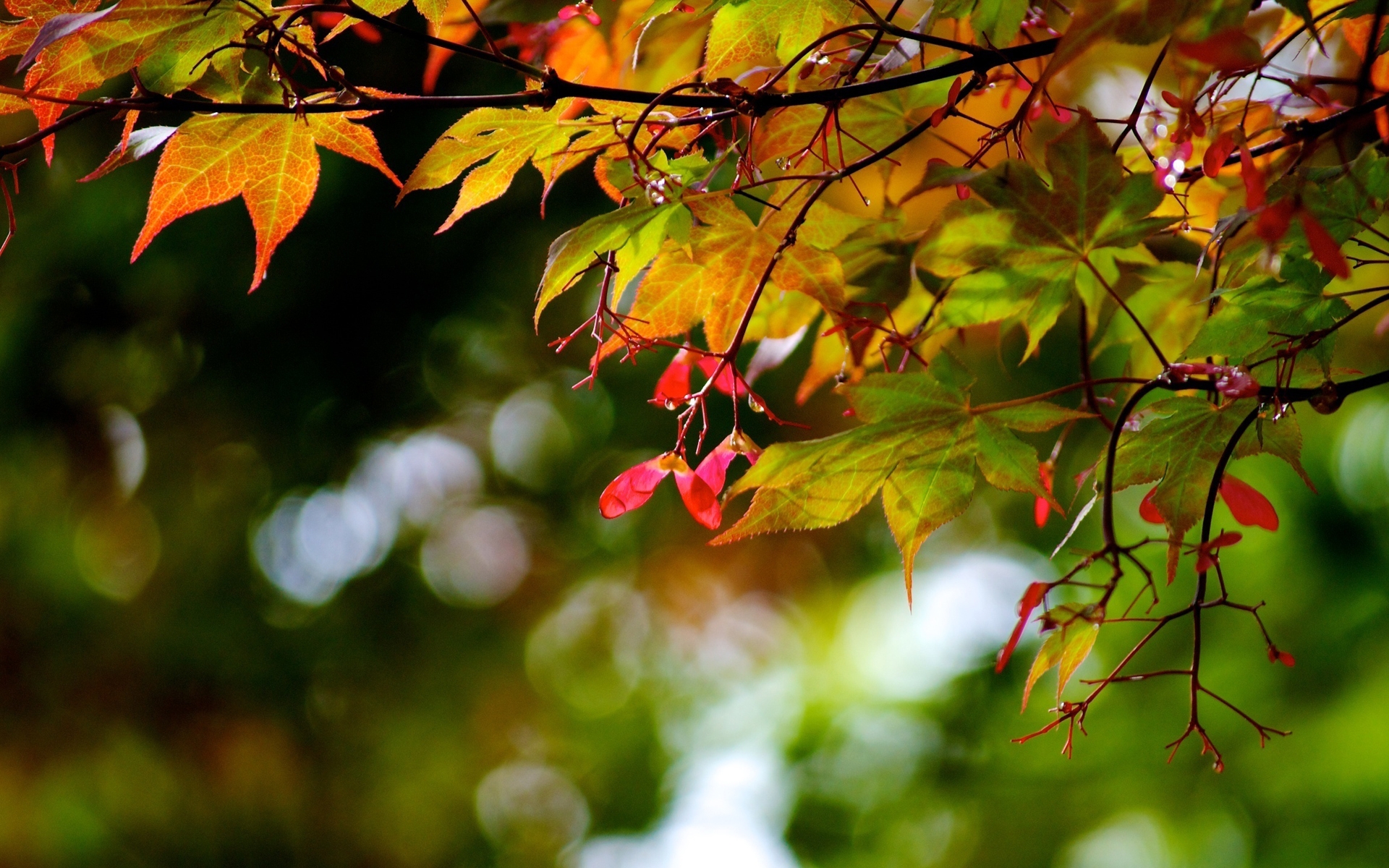 Autumn Tree Branches Wallpaper HD Wallpapers Desktop