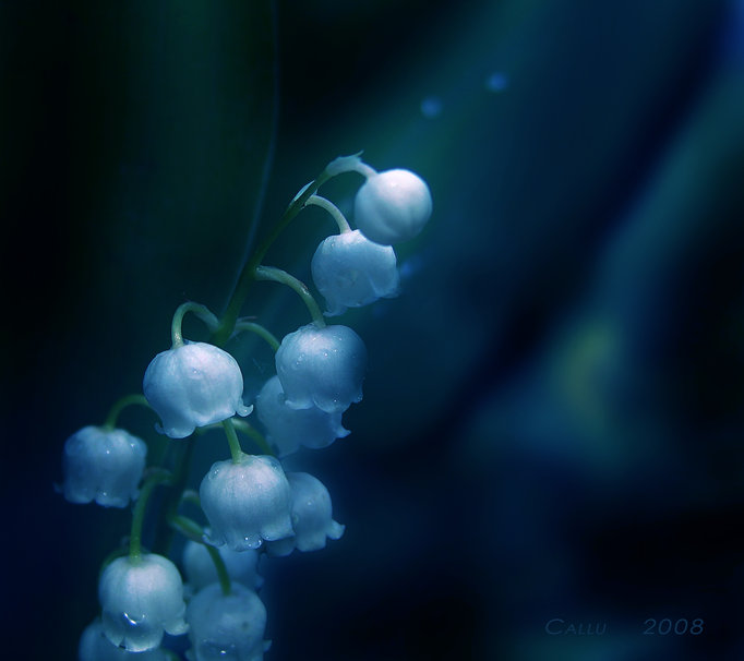 🔥 [63+] Lily Of The Valley Wallpaper | WallpaperSafari