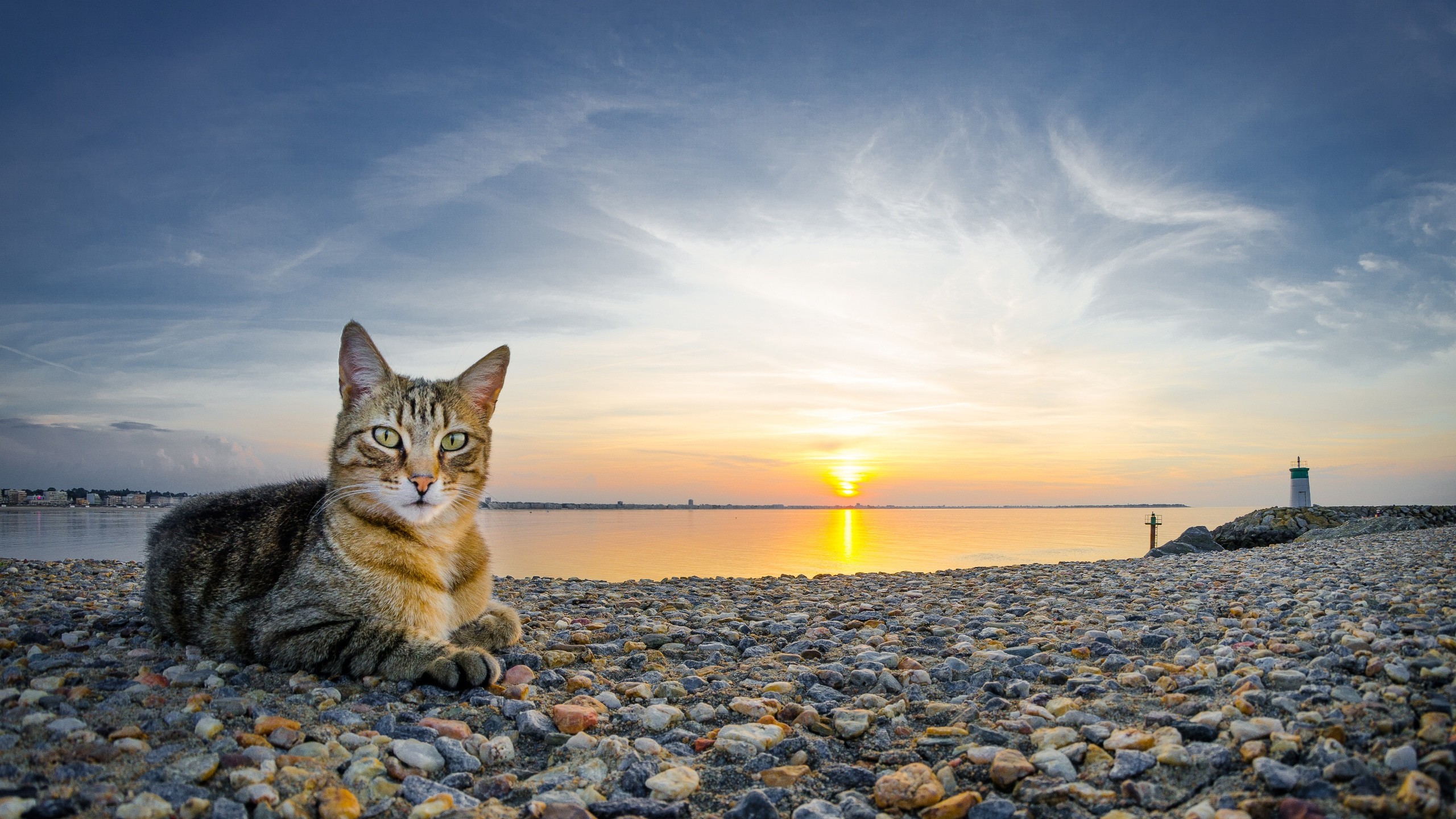 Cat Animals Sunset Beach Stones Wallpaper HD Desktop And