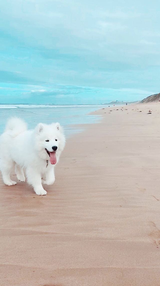Account Suspended Samoyed Dogs Cute Dog Wallpaper Puppy