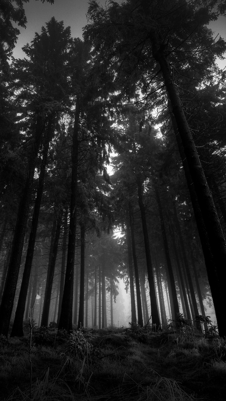 Wallpaper Wood Black And White From Below