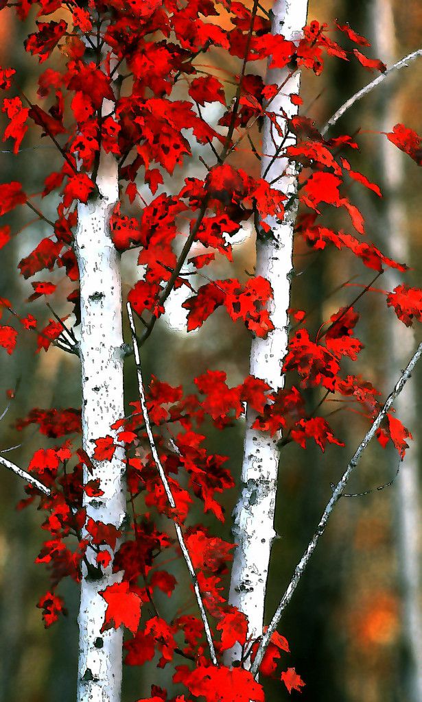 Superb Nature In Birch Tree Art Autumn Scenery