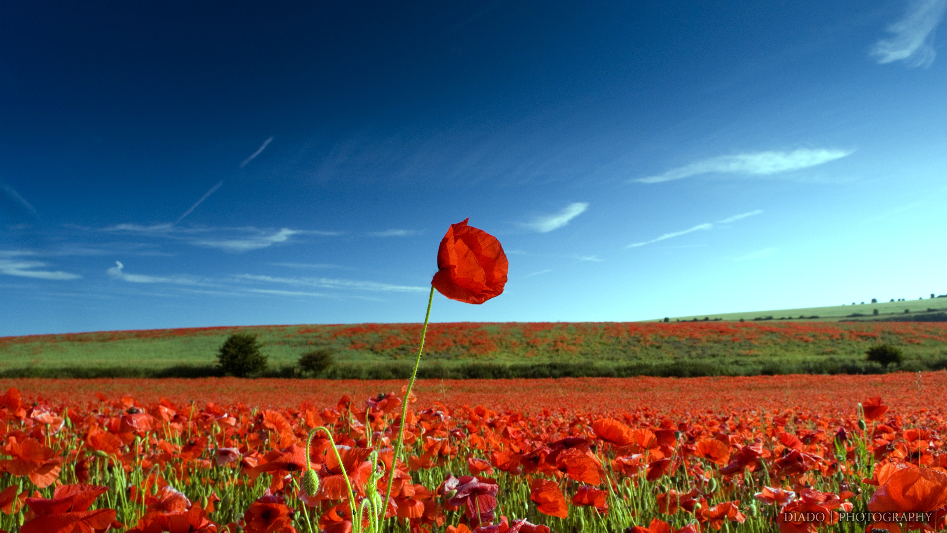If You Like Red Flowers Landscape Wallpaper Can It