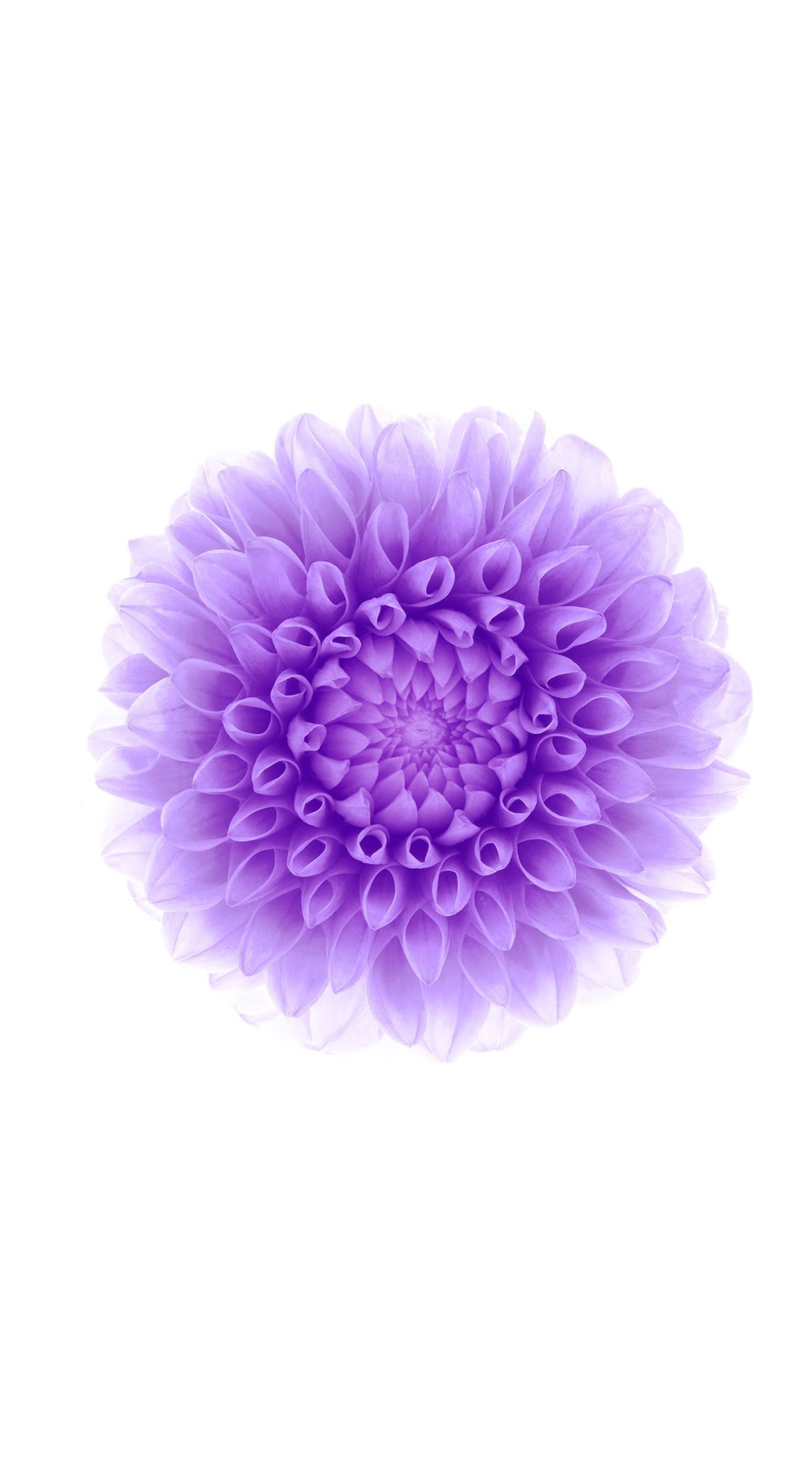 Flower Purple White Wallpaper
