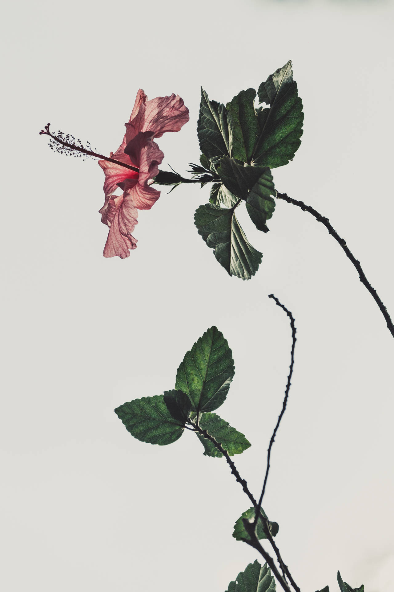 Aesthetic Pfp Wallpaper