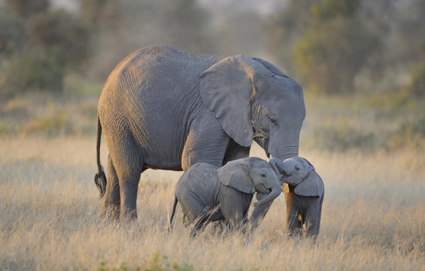 Baby Elephants Africa Amboseli National Park Wallpaper