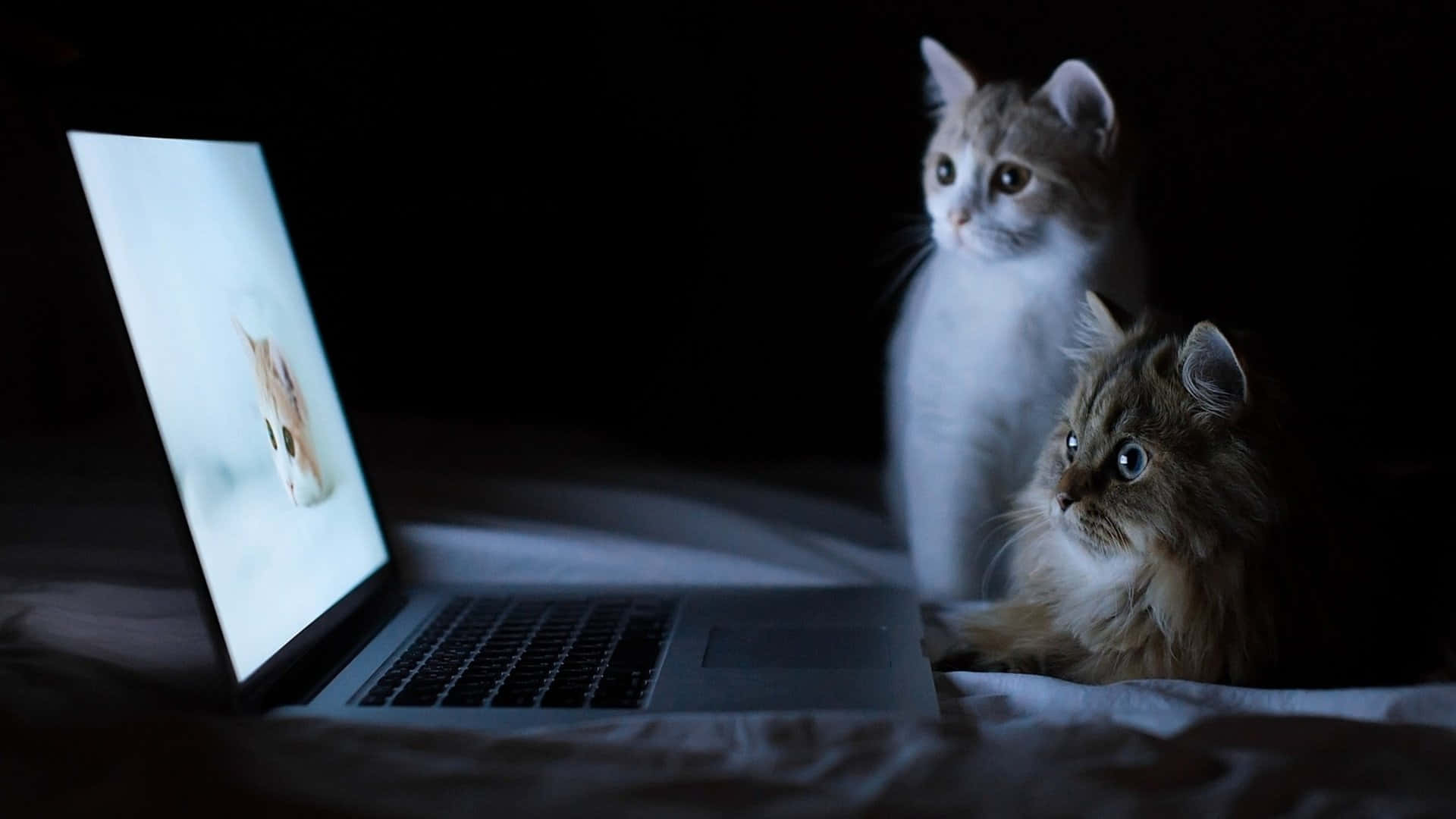 Cat Meme Picture Wallpaper