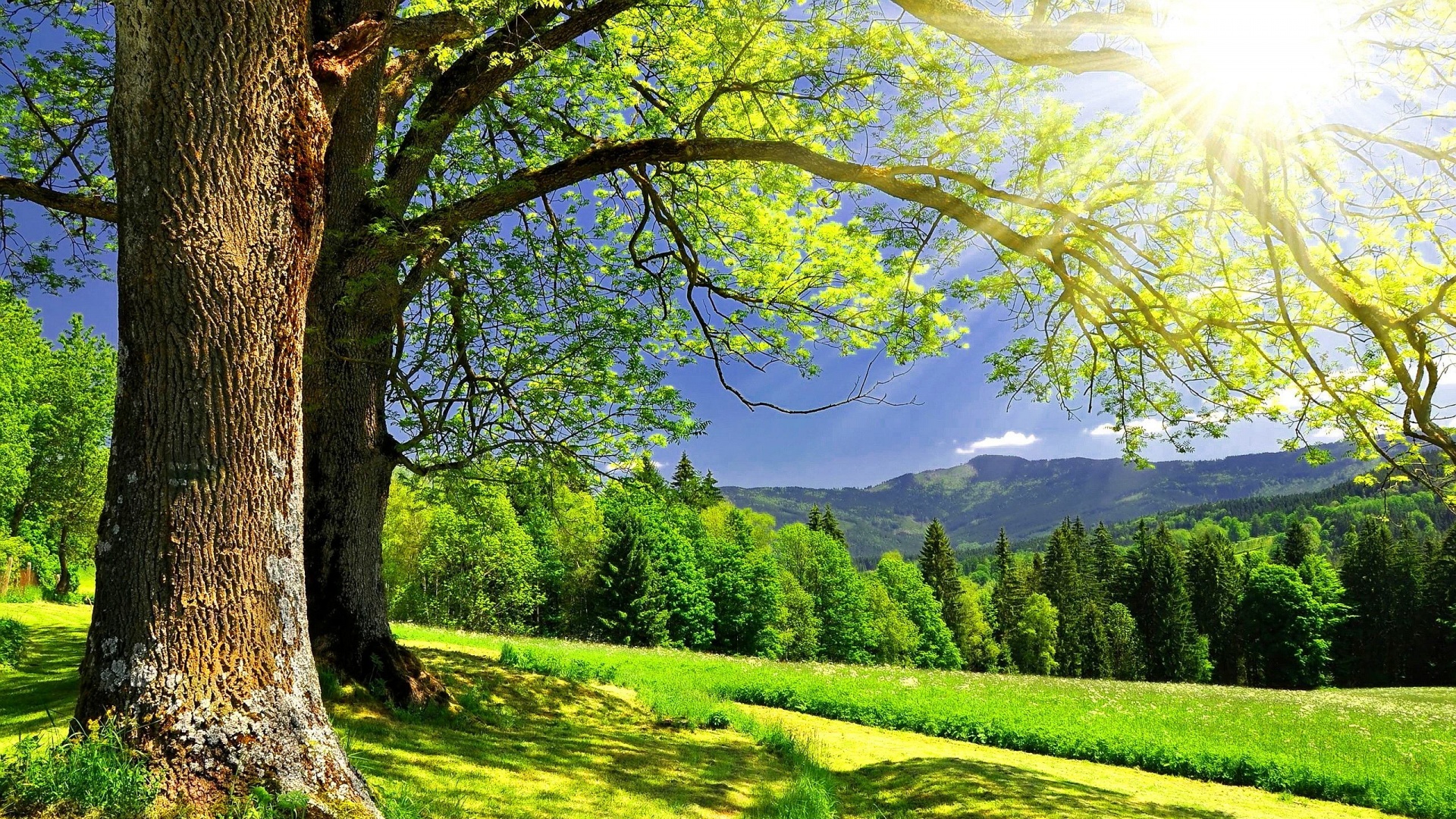 Scenic landscape of lush green trees, fields and mountain range under sunny sky