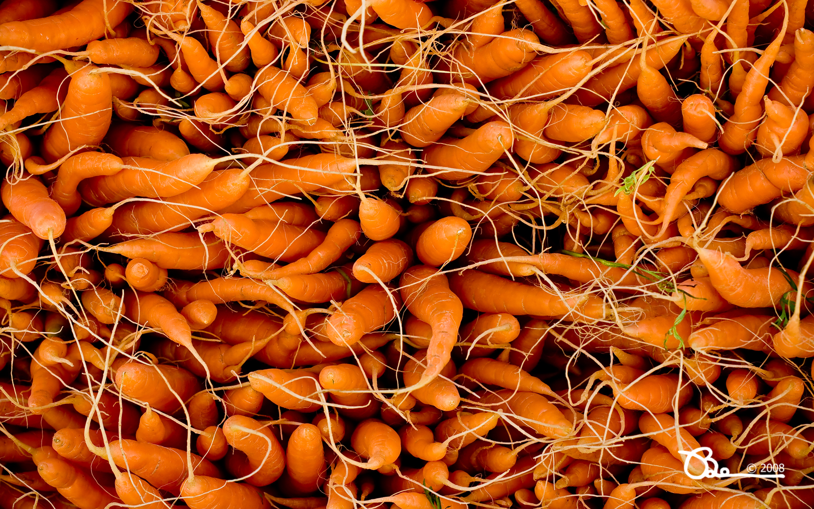 Carrot Wallpaper Per Puter Sfondi Il Desktop