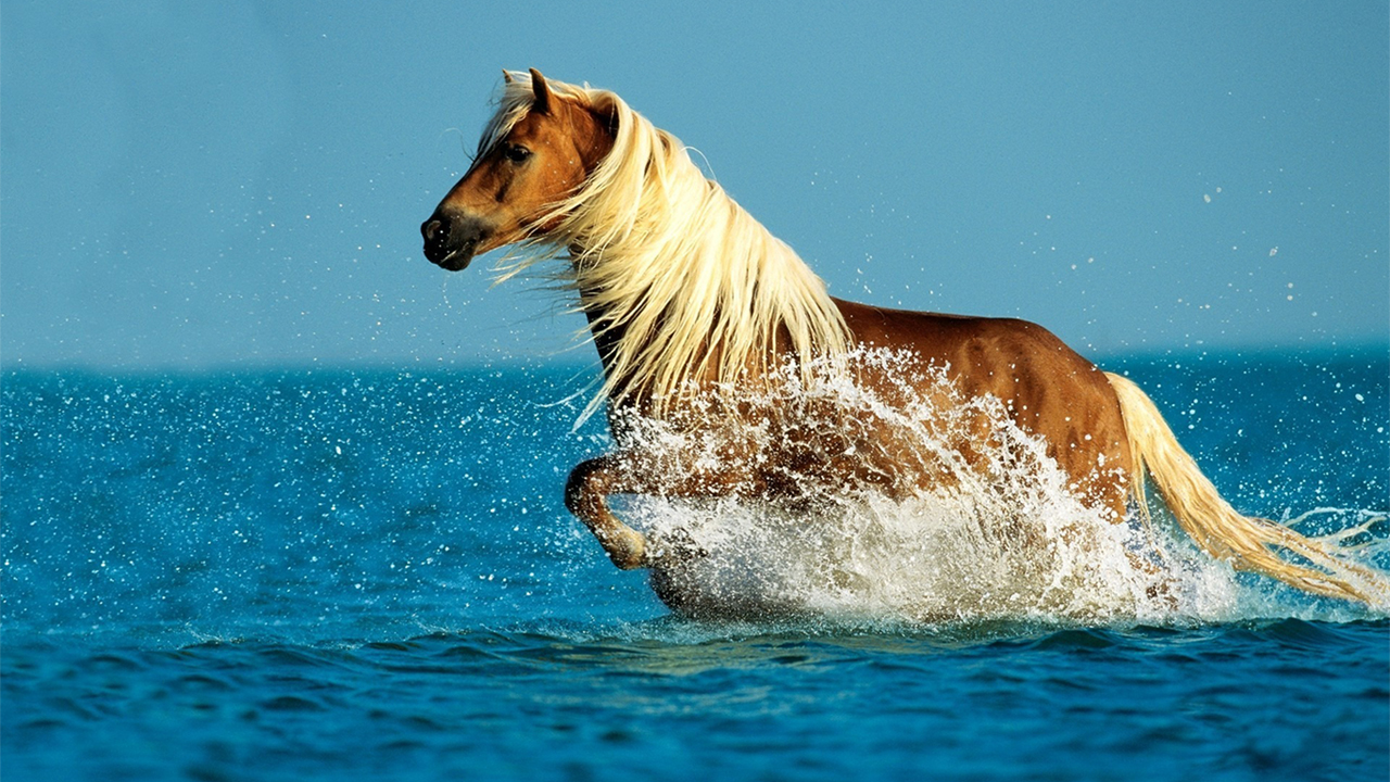 Horse Desktop Wallpaper Widescreen