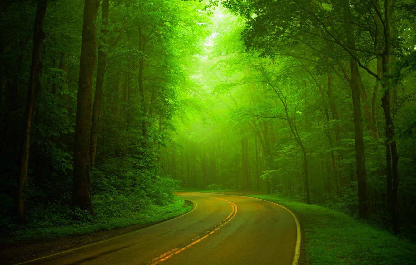 Wallpaper Road Forest Trees Nature Park Spring