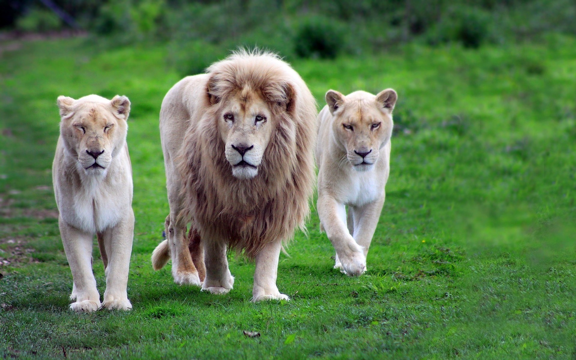 African Animals Wallpaper HD
