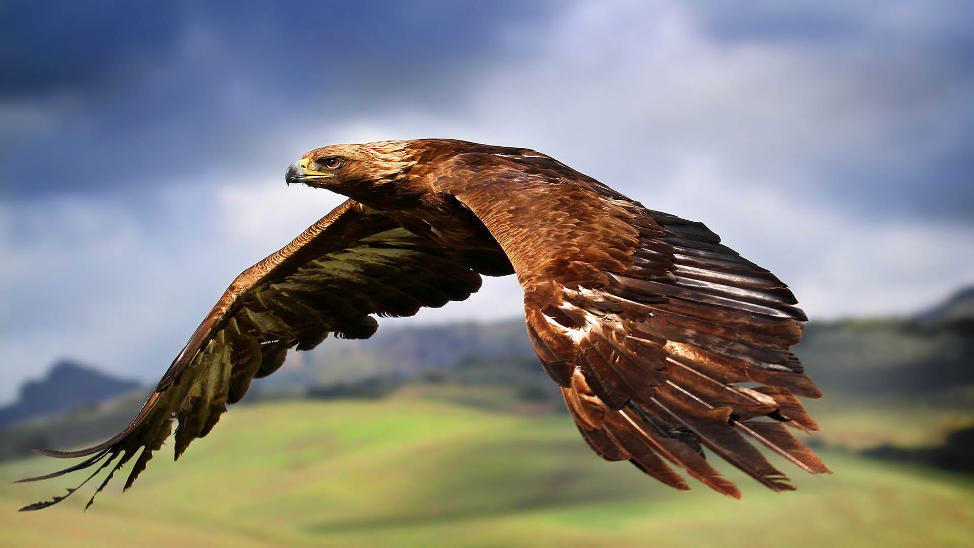 Eagle In Flight Wallpaper HD Fondos De Pantalla